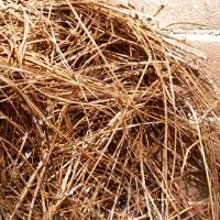 Pine needle mulch image 1